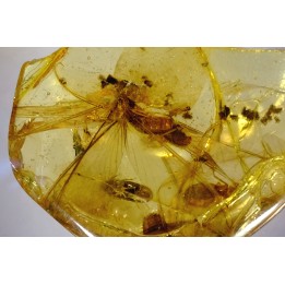 Copal: Termite ailée - Pliocène à holocène - Antsiranana, Madagascar