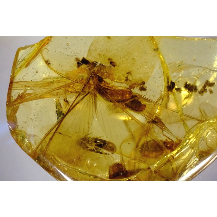 insect: Termite ailée
