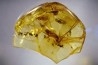 insect: Termite ailée