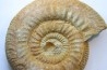 Choffatia (Subgrossouvria) sp. - pathologique - callovien - Saint Laon – 86 - France