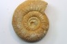 Choffatia (Subgrossouvria) sp. pathologic- callovien - Saint Laon – 86 - France
