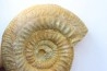 Choffatia (Subgrossouvria) sp. - pathologique - callovien - Saint Laon – 86 - France