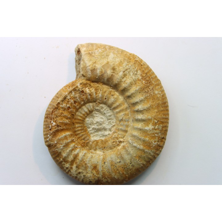 Choffatia (Subgrossouvria) sp. pathologic- callovien - Saint Laon – 86 - France