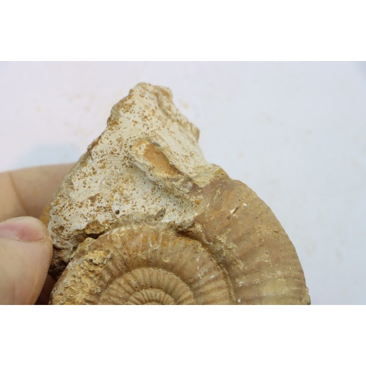 Choffatia (grossouvria) Kontkiewiczi evoluta - callovien - Saint Laon – 86 - France