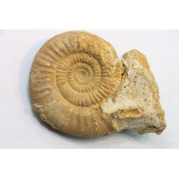 Choffatia (grossouvria) Kontkiewiczi evoluta - callovien - Saint Laon – 86 - France