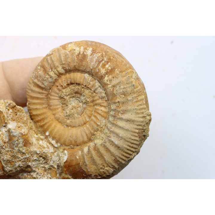 Choffatia (grossouvria) Kontkiewiczi evoluta - callovien - Saint Laon – 86 - France