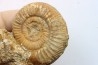 Choffatia (grossouvria) Kontkiewiczi evoluta - callovien - Saint Laon – 86 - France