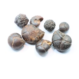 set of 8 pieces: goniatites and nodules limoniteux  famennian - fezzou, Morocco