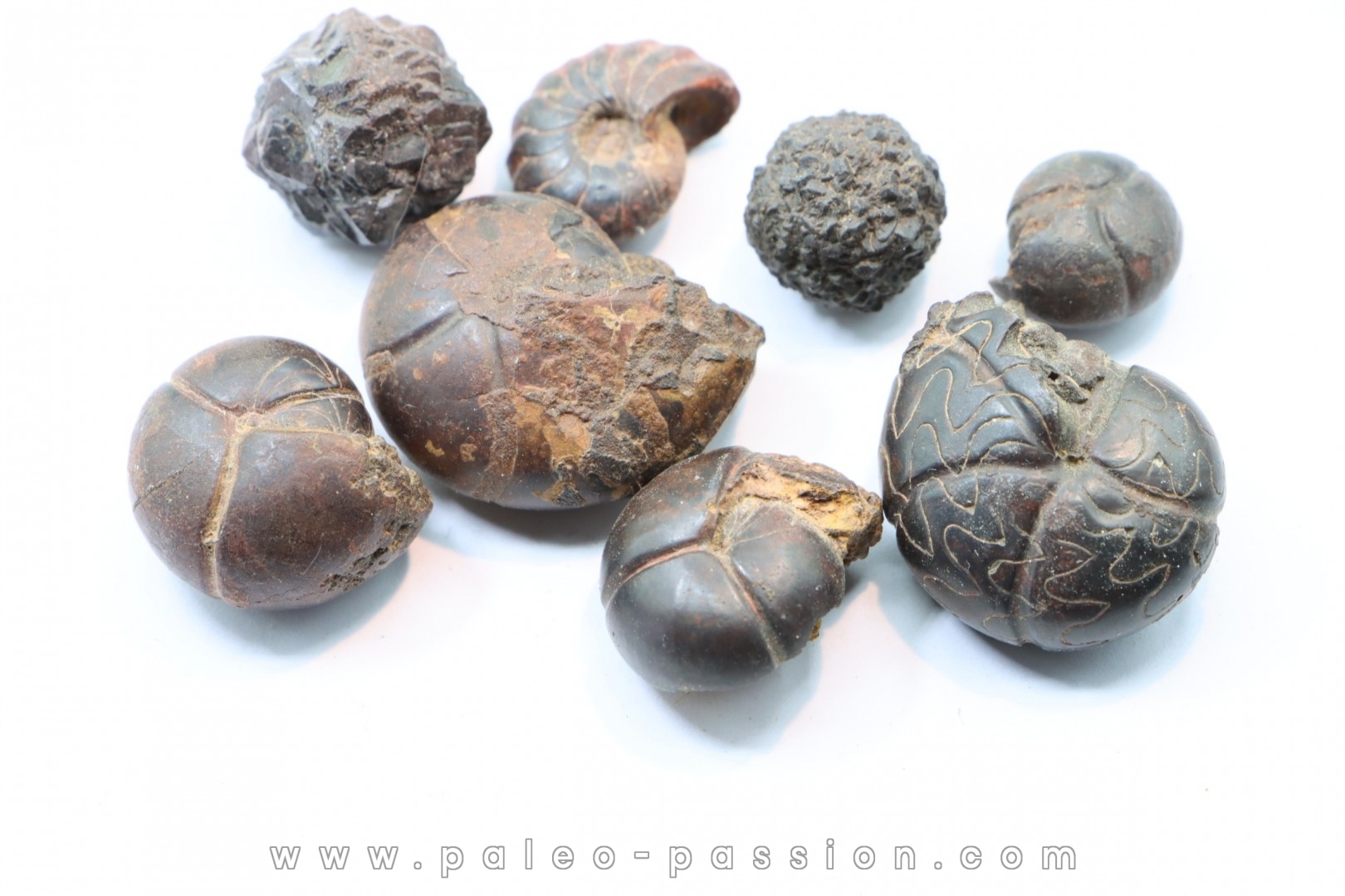 set of 8 pieces: goniatites and nodules limoniteux famennian - fezzou, Morocco