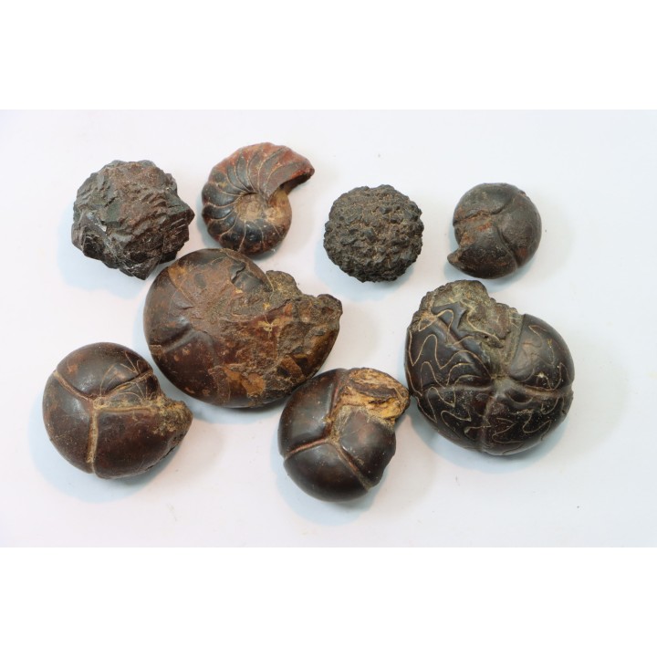 lot de 8 pieces: goniatites et nodules limoniteux - famennien - fezzou, Maroc