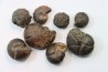 lot de 8 pieces: goniatites et nodules limoniteux - famennien - fezzou, Maroc
