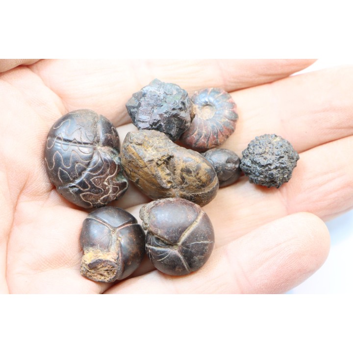 lot de 8 pieces: goniatites et nodules limoniteux - famennien - fezzou, Maroc