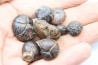 lot de 8 pieces: goniatites et nodules limoniteux - famennien - fezzou, Maroc