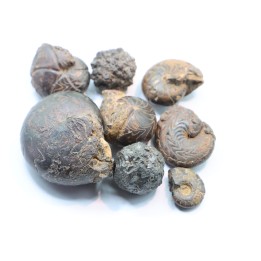 set of 8 pieces: goniatites and nodules limoniteux  famennian - fezzou, Morocco