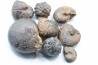 set of 8 pieces: goniatites and nodules limoniteux famennian - fezzou, Morocco