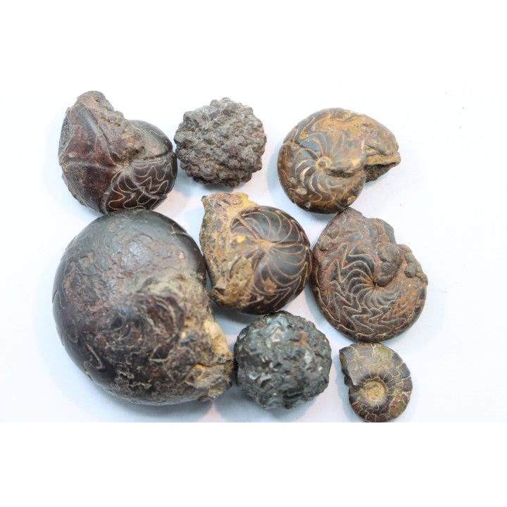 lot de 8 pieces: goniatites et nodules limoniteux - famennien - fezzou, Maroc