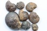 lot de 8 pieces: goniatites et nodules limoniteux - famennien - fezzou, Maroc