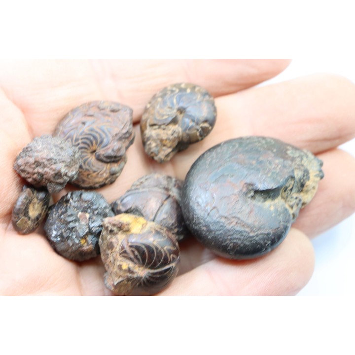 set of 8 pieces: goniatites and nodules limoniteux  famennian - fezzou, Morocco