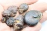 lot de 8 pieces: goniatites et nodules limoniteux - famennien - fezzou, Maroc