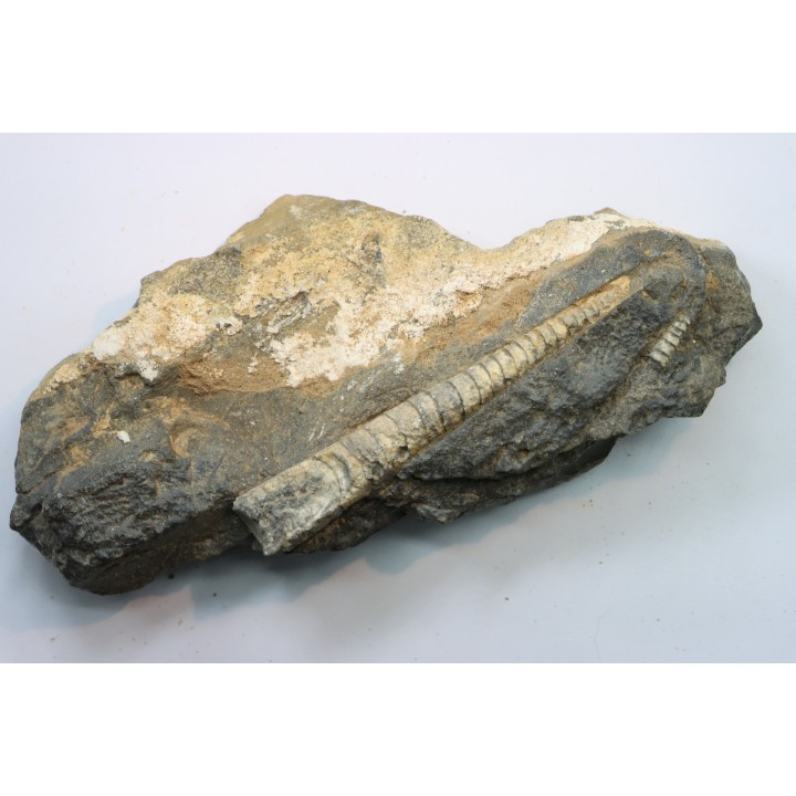 orthoceras: Michelinoceras michelini - givétian - Erfoud, Morocco