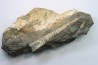 orthoceras: Michelinoceras michelini - givétian - Erfoud, Morocco
