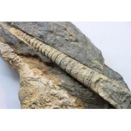 orthoceras: Michelinoceras michelini - givétian - Erfoud, Morocco