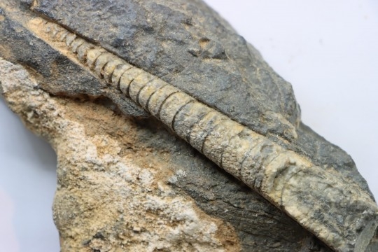 orthoceras: Michelinoceras michelini - givétian - Erfoud, Morocco