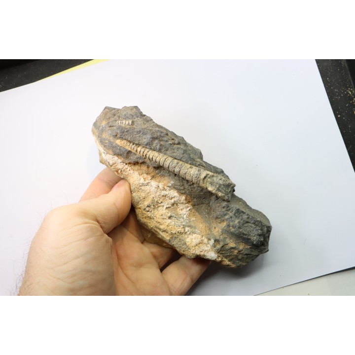 orthoceras: Michelinoceras michelini - givétien - Erfoud, Maroc