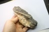 orthoceras: Michelinoceras michelini - givétien - Erfoud, Maroc