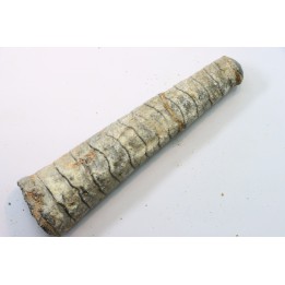 orthoceras: Michelinoceras michelini - givétian - Erfoud, Morocco