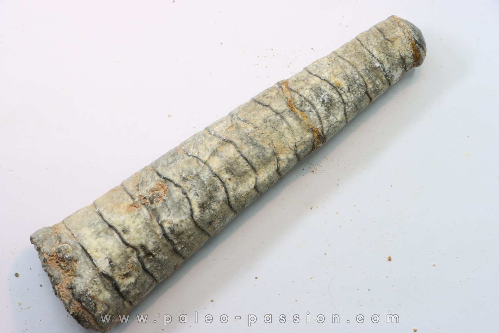 orthoceras: Michelinoceras michelini - givétien - Erfoud, Maroc
