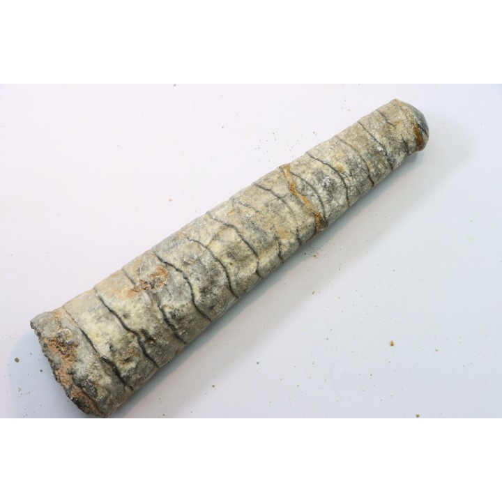 orthoceras: Michelinoceras michelini - givétien - Erfoud, Maroc