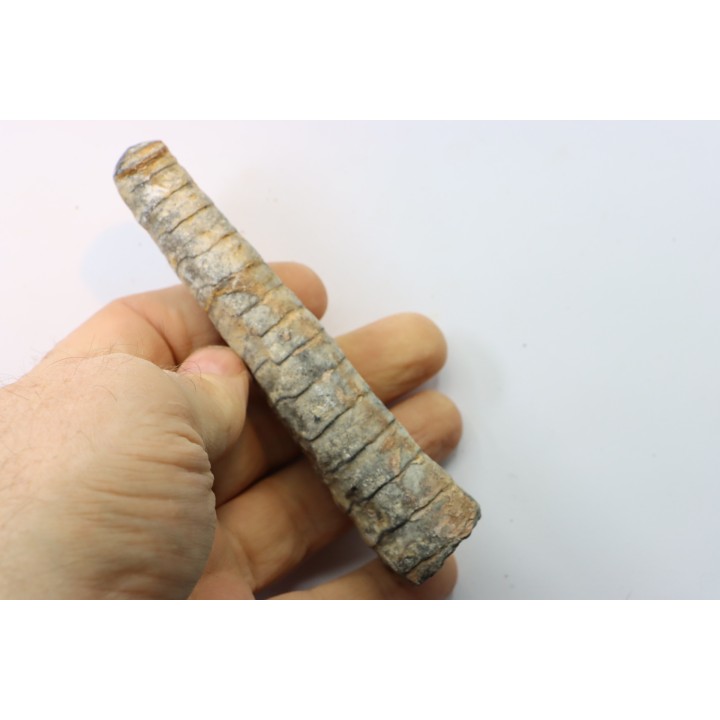 orthoceras: Michelinoceras michelini - givétien - Erfoud, Maroc