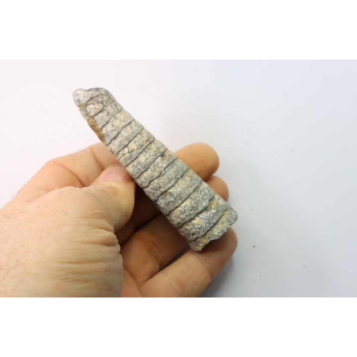 orthoceras: Michelinoceras michelini - givétian - Erfoud, Morocco