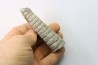 orthoceras: Michelinoceras michelini - givétien - Erfoud, Maroc