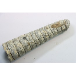 orthoceras: Michelinoceras michelini - givétien - Erfoud, Maroc