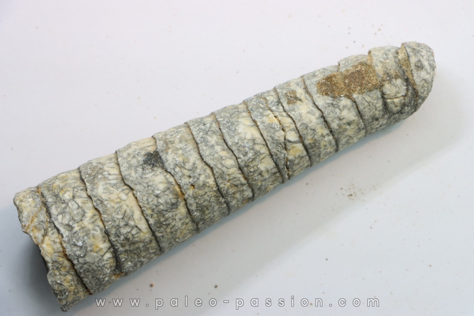 orthoceras: Michelinoceras michelini - givétien - Erfoud, Maroc