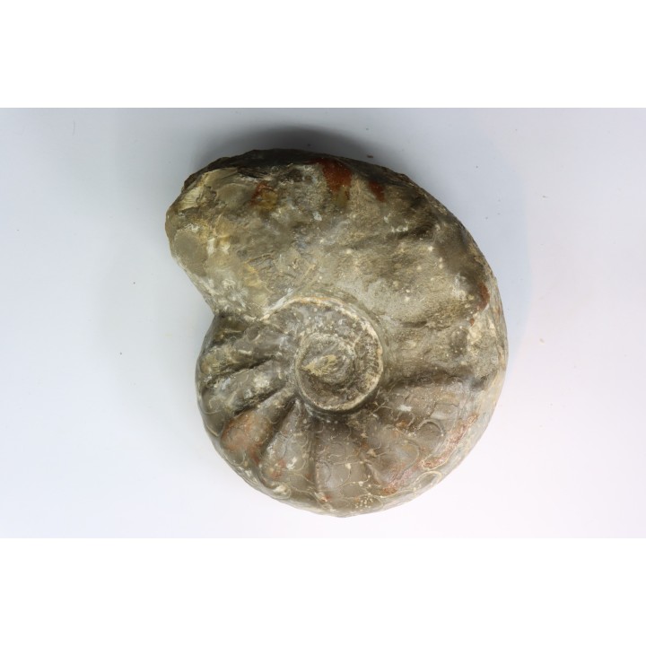 CERATITES NODUSUS - Muschelkalk - Wasselone, FRANCE