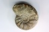 CERATITES NODUSUS - Muschelkalk - Wasselone, FRANCE