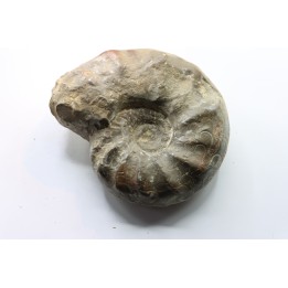 CERATITES NODUSUS - Muschelkalk - Wasselone, FRANCE