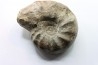 CERATITES NODUSUS - Muschelkalk - Wasselone, FRANCE