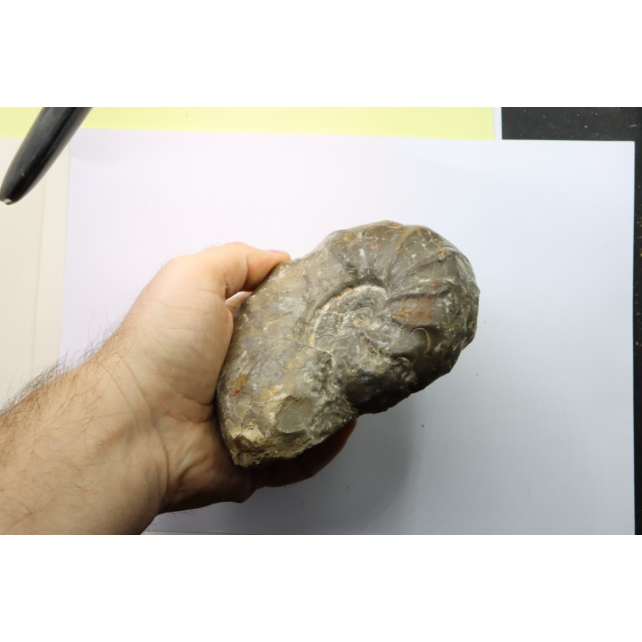 CERATITES NODUSUS - Muschelkalk - Wasselone, FRANCE