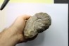 CERATITES NODUSUS - Muschelkalk - Wasselone, FRANCE