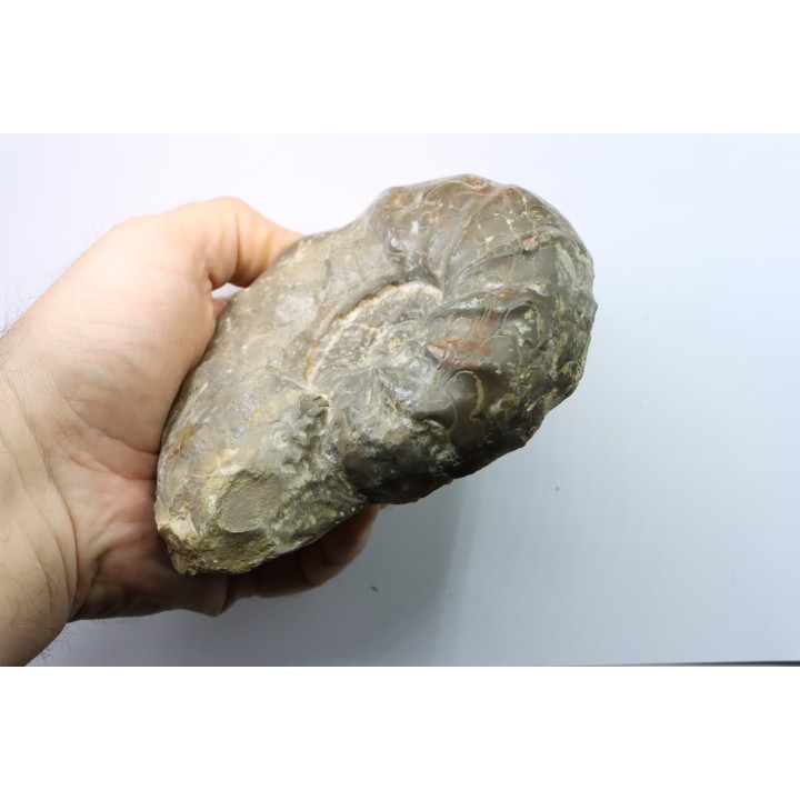CERATITES NODUSUS - Muschelkalk - Wasselone, FRANCE