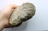 CERATITES NODUSUS - Muschelkalk - Wasselone, FRANCE