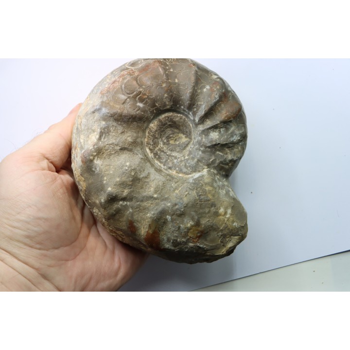 CERATITES NODUSUS - Muschelkalk - Wasselone, FRANCE
