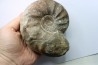 CERATITES NODUSUS - Muschelkalk - Wasselone, FRANCE