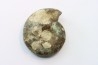 CRASPEDITES KALCHPURICUS // Volgien // Ulyanovsk, volga area, Russia