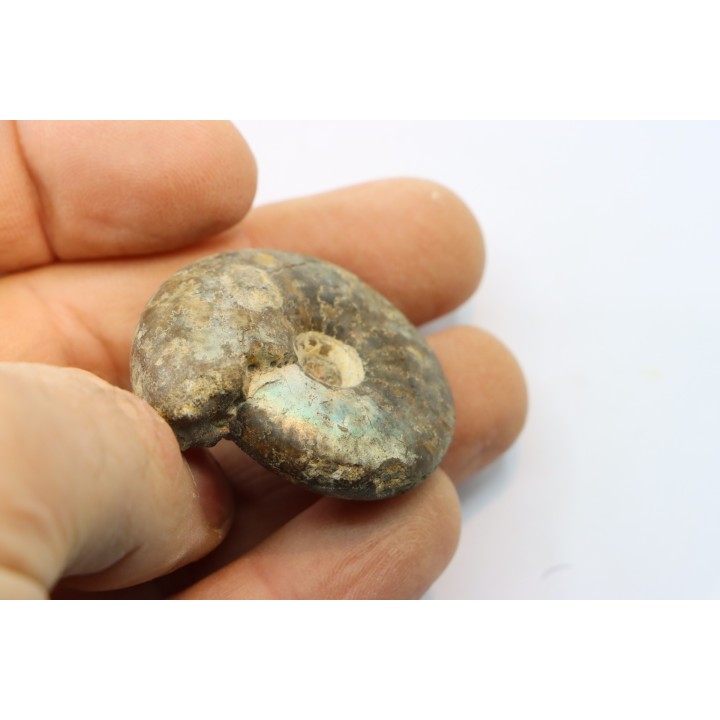CRASPEDITES KALCHPURICUS - Volgien - Ulyanovsk, volga Région, Russia