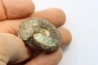 CRASPEDITES KALCHPURICUS // Volgien // Ulyanovsk, volga area, Russia